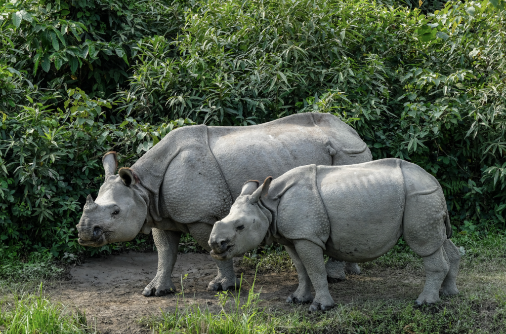 Luxury safari in Kaziranga National Park | Ameliya Safaris